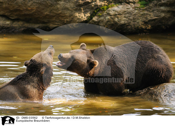 Europische Braunbren / brown bears / DMS-03562