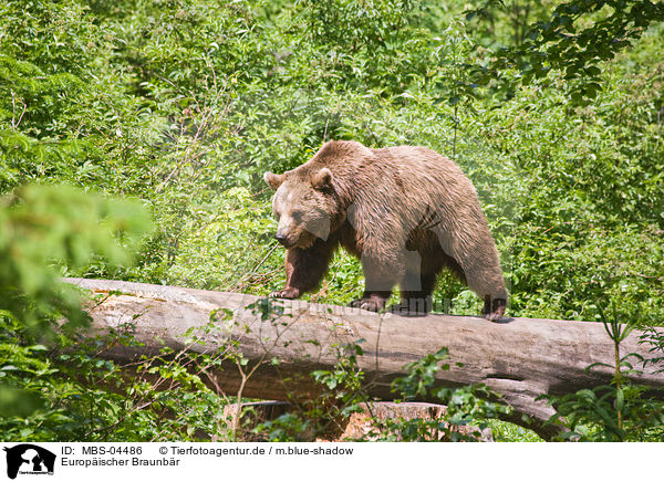 Europischer Braunbr / brown bear / MBS-04486