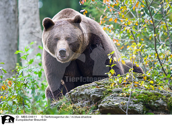 Europischer Braunbr / brown bear / MBS-04611