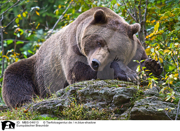 Europischer Braunbr / brown bear / MBS-04613
