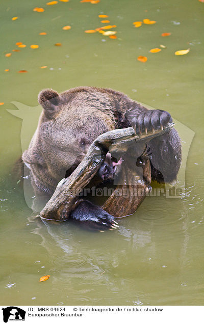 Europischer Braunbr / MBS-04624