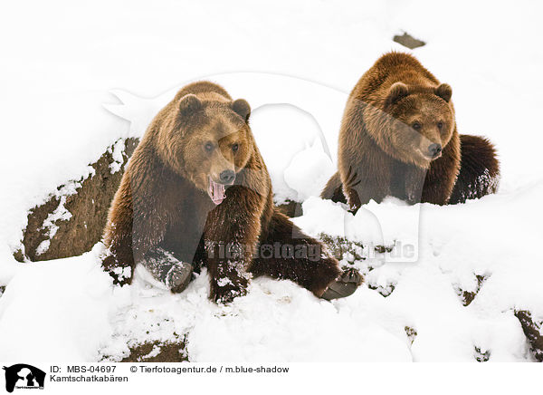 Kamtschatkabren / Kamtschatka bears / MBS-04697