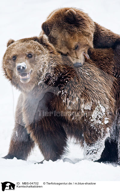 Kamtschatkabren / Kamtschatka bears / MBS-04702