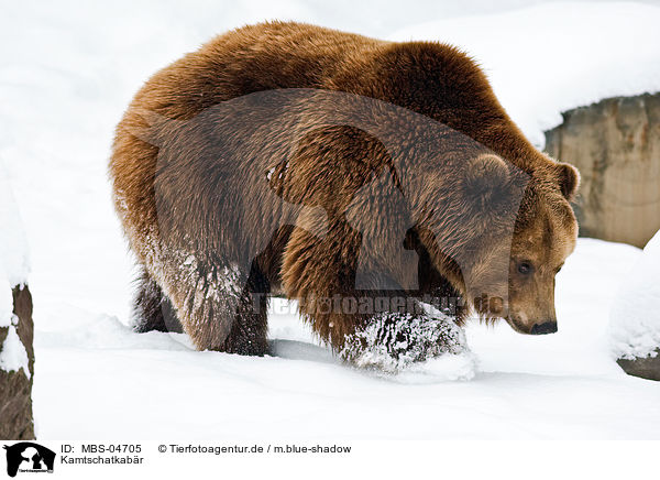 Kamtschatkabr / Kamtschatka bear / MBS-04705