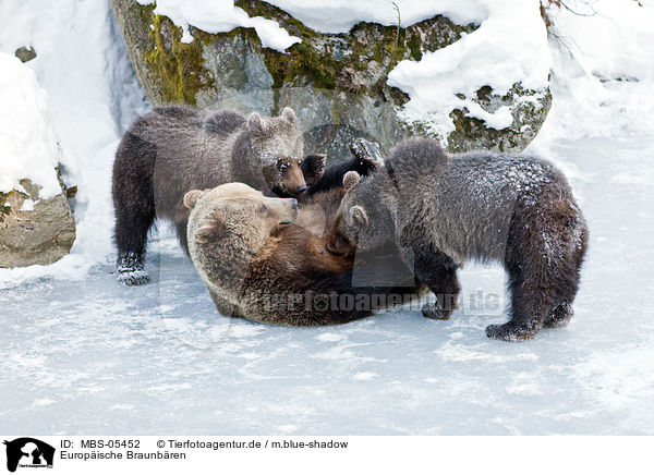 Europische Braunbren / brown bears / MBS-05452