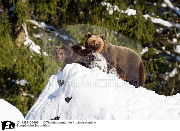 Europische Braunbren / brown bears / MBS-05469