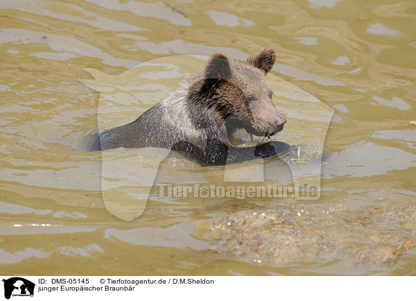 junger Europischer Braunbr / young brown bear / DMS-05145