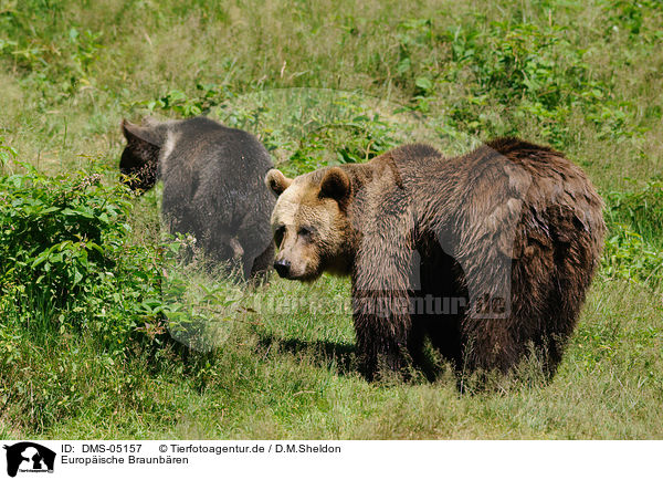 Europische Braunbren / brown bears / DMS-05157