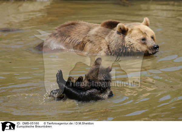 Europische Braunbren / brown bears / DMS-05160