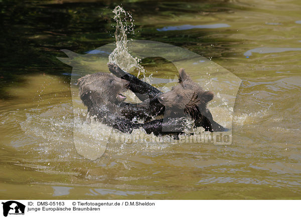 junge Europische Braunbren / young brown bears / DMS-05163