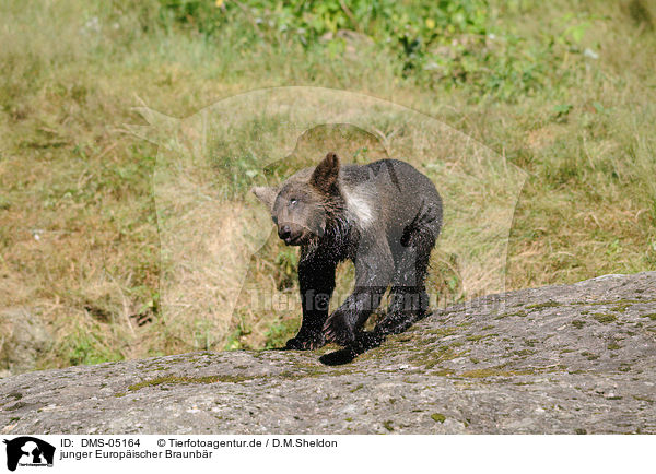 junger Europischer Braunbr / young brown bear / DMS-05164