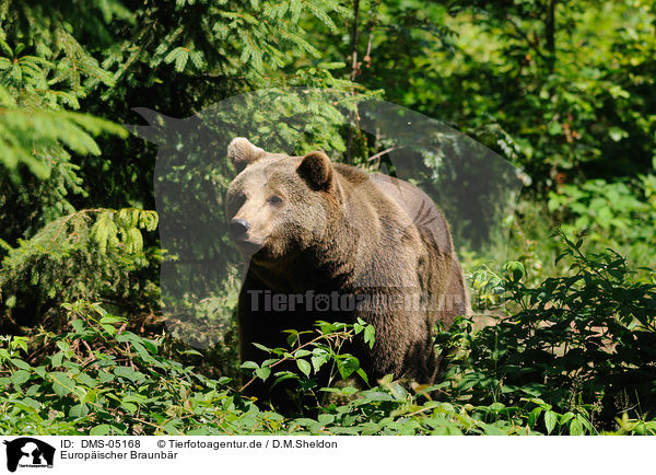 Europischer Braunbr / brown bear / DMS-05168