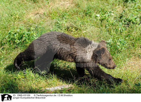 junger Europischer Braunbr / young brown bear / DMS-05169