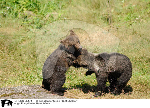 junge Europische Braunbren / young brown bears / DMS-05171