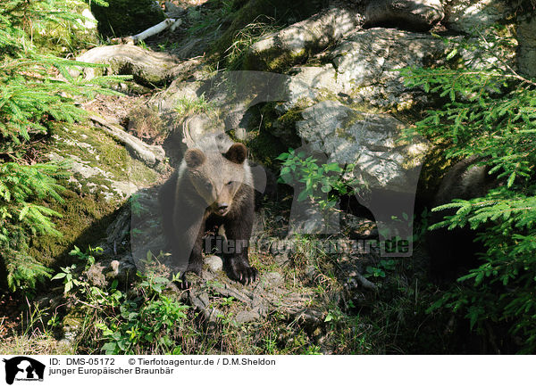 junger Europischer Braunbr / young brown bear / DMS-05172