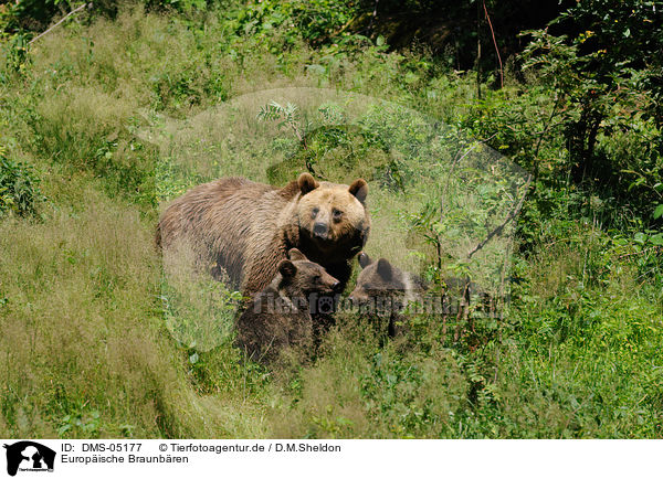 Europische Braunbren / brown bears / DMS-05177