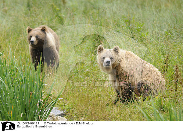 Europische Braunbren / brown bears / DMS-06131