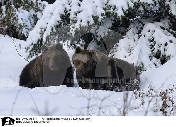 Europische Braunbren / brwon bears / DMS-06671