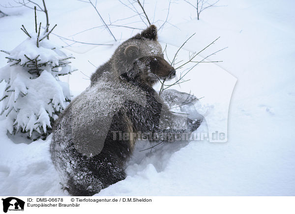 Europischer Braunbr / brwon bear / DMS-06678