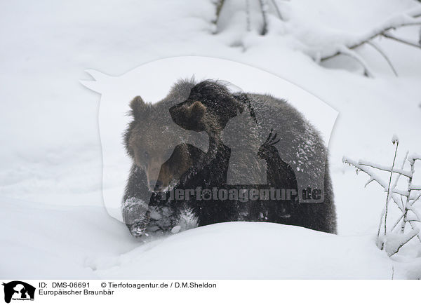 Europischer Braunbr / brwon bear / DMS-06691