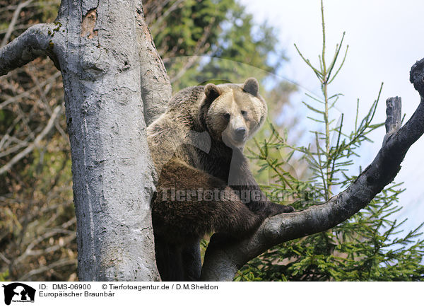 Europischer Braunbr / brown bear / DMS-06900