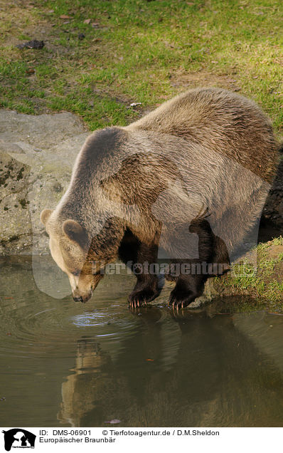 Europischer Braunbr / brown bear / DMS-06901