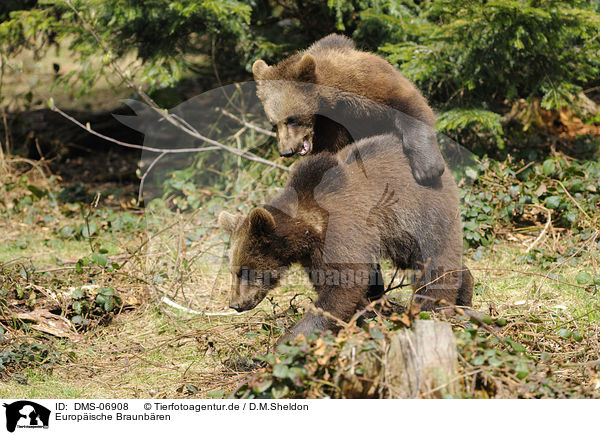 Europische Braunbren / brown bears / DMS-06908