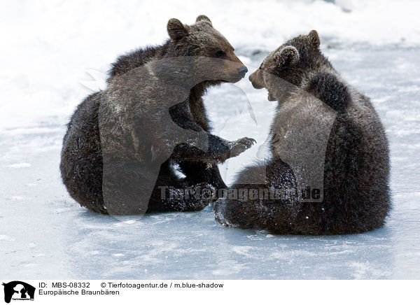 Europische Braunbren / brown bears / MBS-08332