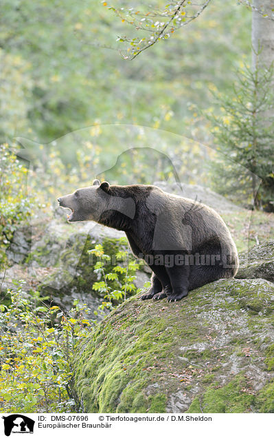 Europischer Braunbr / brown bear / DMS-07696