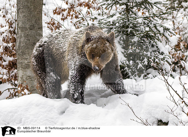 Europischer Braunbr / brown bear / MBS-09114