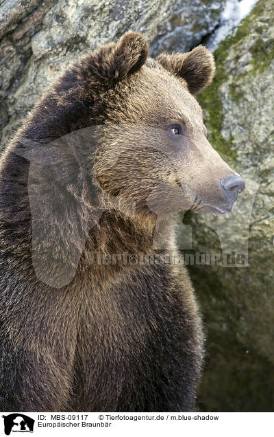 Europischer Braunbr / brown bear / MBS-09117