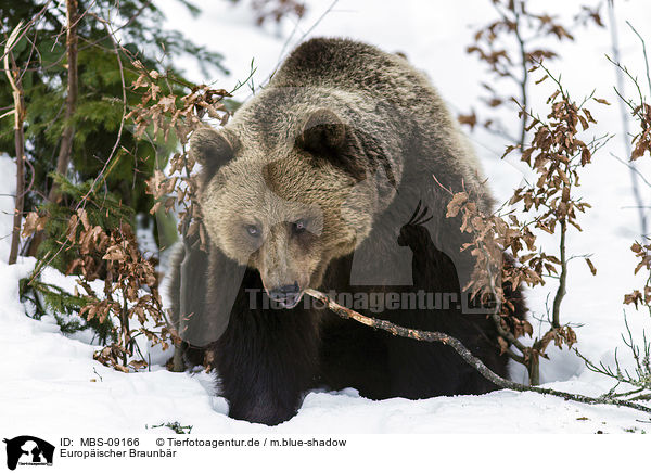 Europischer Braunbr / brown bear / MBS-09166