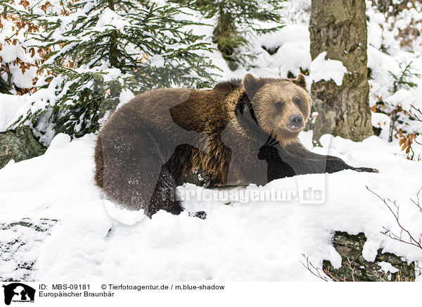 Europischer Braunbr / MBS-09181