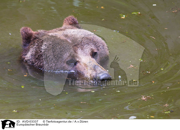 Europischer Braunbr / brown bear / AVD-03337