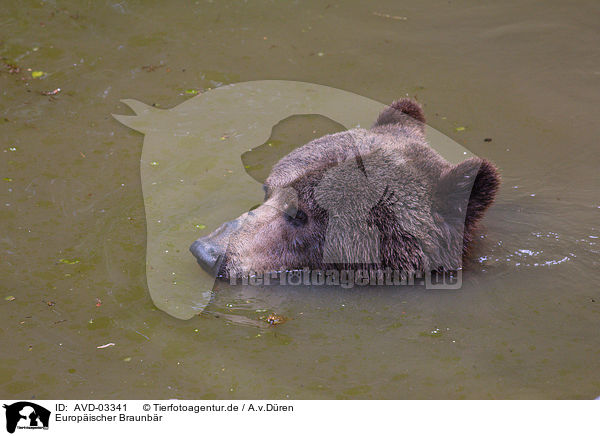 Europischer Braunbr / AVD-03341