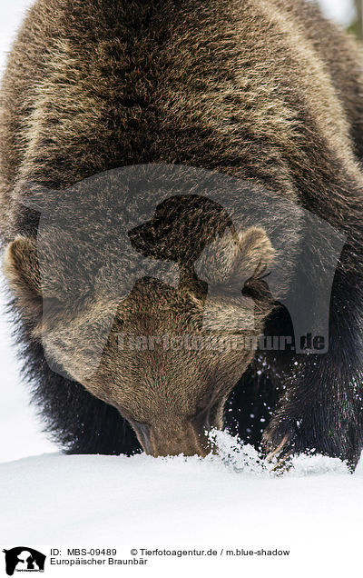 Europischer Braunbr / brown bear / MBS-09489