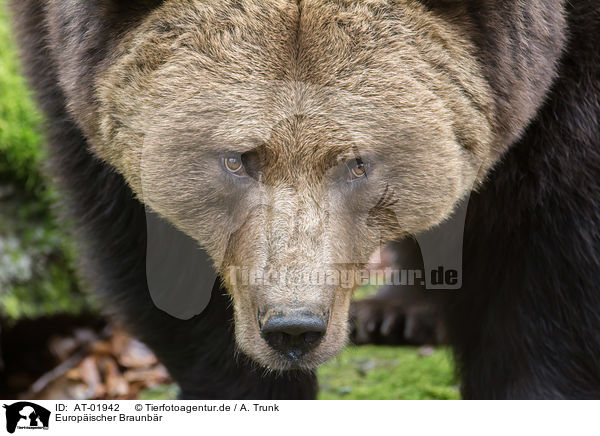 Europischer Braunbr / brown bear / AT-01942