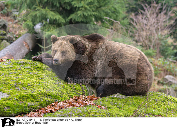 Europischer Braunbr / brown bear / AT-01944