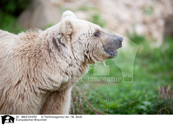 Europischer Braunbr / brown bear / MAZ-04555
