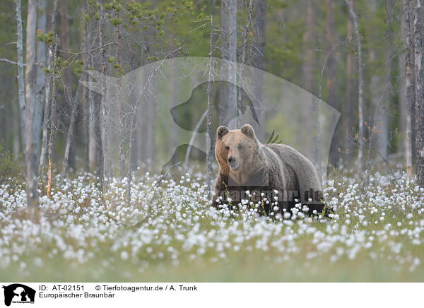 Europischer Braunbr / brown bear / AT-02151