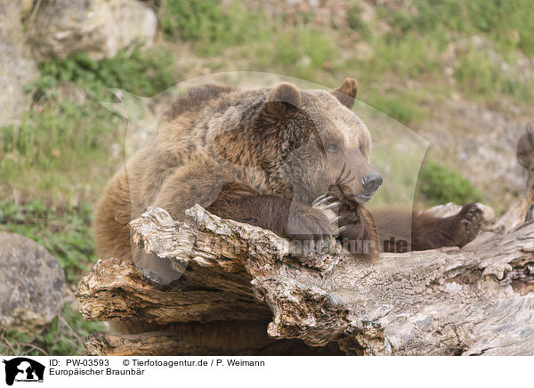Europischer Braunbr / common bear / PW-03593