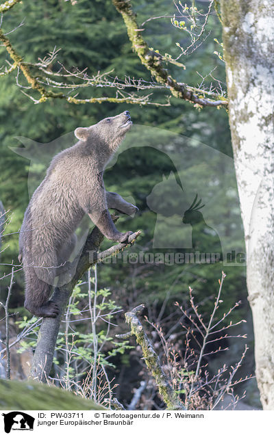 junger Europischer Braunbr / young common bear / PW-03711