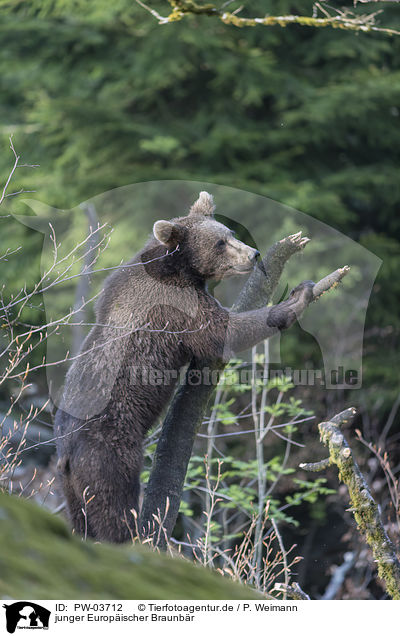 junger Europischer Braunbr / young common bear / PW-03712