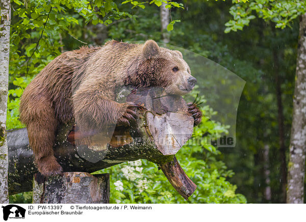 Europischer Braunbr / common bear / PW-13397