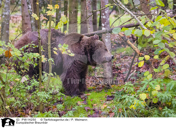Europ�ischer Braunb�r / brown bear / PW-14250
