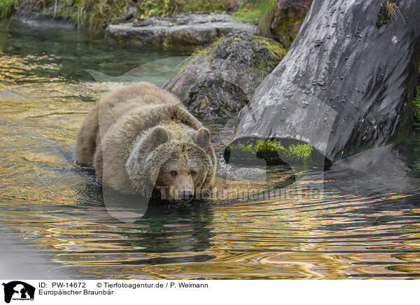 Europischer Braunbr / brown bear / PW-14672