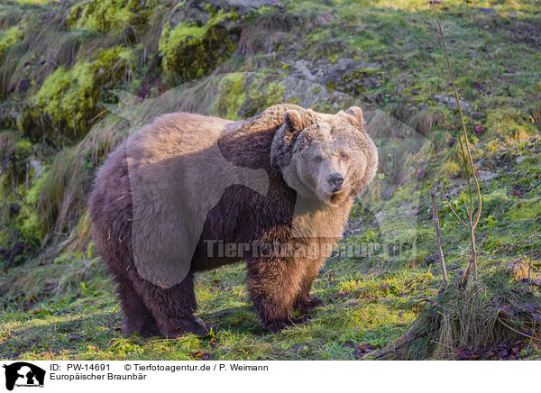 Europischer Braunbr / brown bear / PW-14691