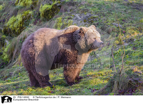 Europischer Braunbr / brown bear / PW-14692