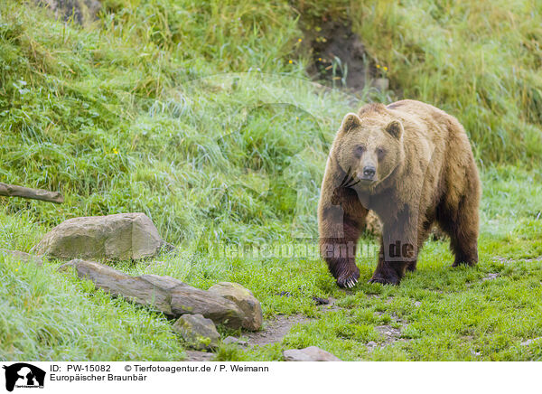 Europischer Braunbr / brown bear / PW-15082