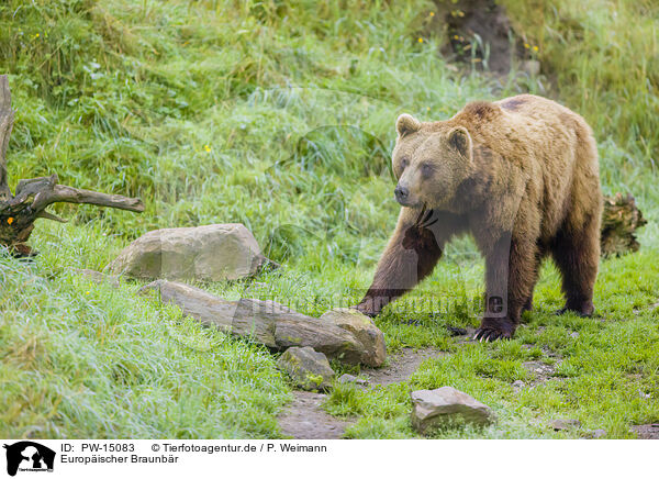 Europischer Braunbr / brown bear / PW-15083
